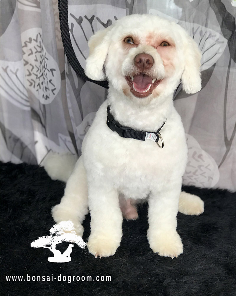 BonsaiDogroom
